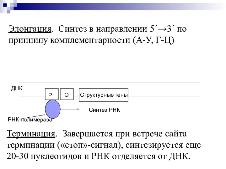 Р Элонгация. Синтез в направлении 5´→3´ по принципу комплементарности (А-У,