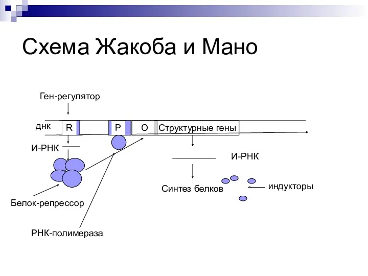 Структурные гены О Схема Жакоба и Мано днк R Ген-регулятор