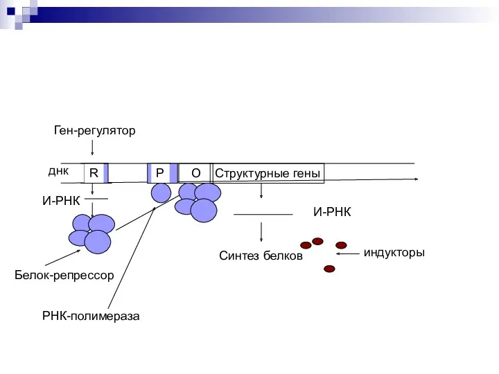 Структурные гены О днк R Ген-регулятор О Р И-РНК Белок-репрессор РНК-полимераза И-РНК Синтез белков индукторы