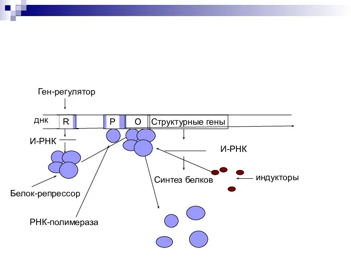 Структурные гены О днк R Ген-регулятор О Р И-РНК Белок-репрессор РНК-полимераза И-РНК Синтез белков индукторы