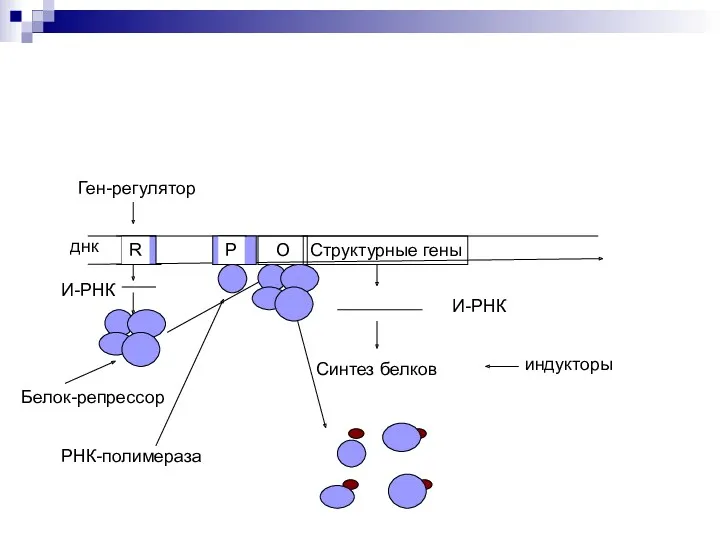 Структурные гены О днк R Ген-регулятор О Р И-РНК Белок-репрессор РНК-полимераза И-РНК Синтез белков индукторы