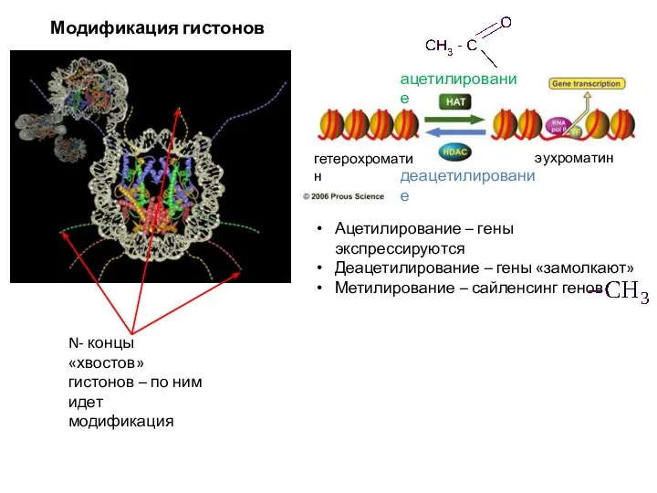 Модификация гистонов ацетилирование деацетилирование гетерохроматин эухроматин Ацетилирование – гены экспрессируются