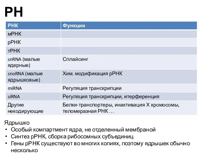 РНК Ядрышко Особый компартмент ядра, не отделенный мембраной Синтез рРНК,