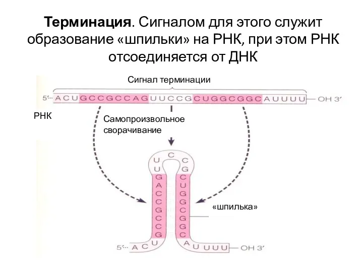 Терминация. Сигналом для этого служит образование «шпильки» на РНК, при