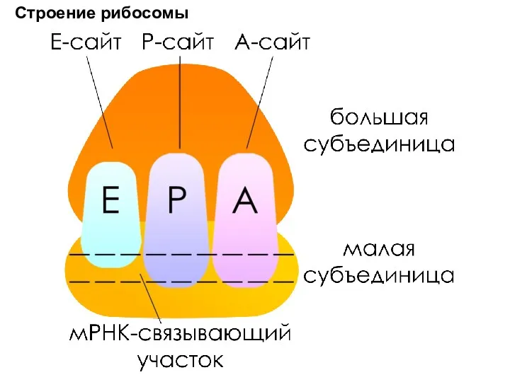 Строение рибосомы