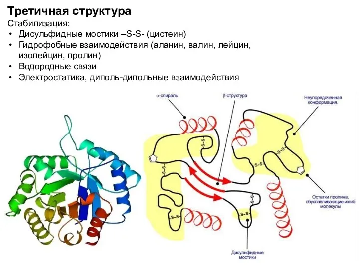 Третичная структура Стабилизация: Дисульфидные мостики –S-S- (цистеин) Гидрофобные взаимодействия (аланин,