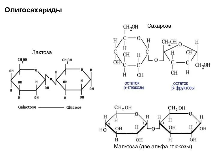 Лактоза Сахароза Олигосахариды Мальтоза (две альфа глюкозы)