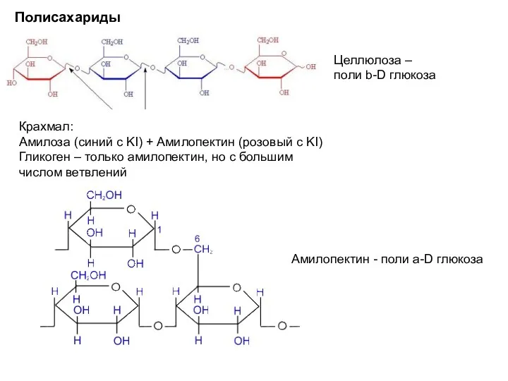 Полисахариды Целлюлоза – поли b-D глюкоза Крахмал: Амилоза (синий с