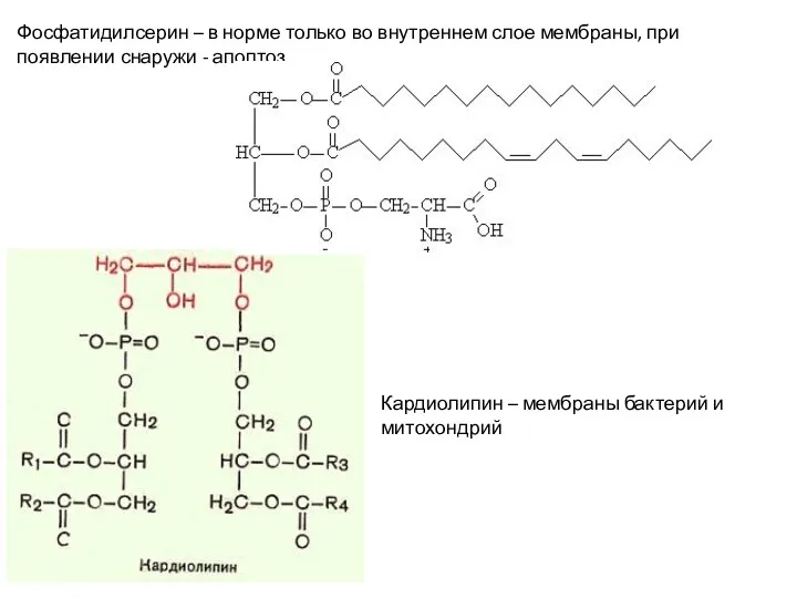 Фосфатидилсерин – в норме только во внутреннем слое мембраны, при