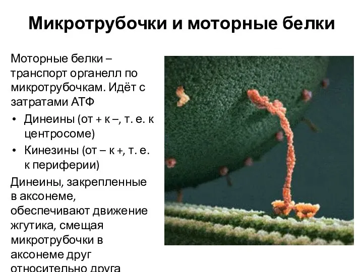 Микротрубочки и моторные белки Моторные белки – транспорт органелл по