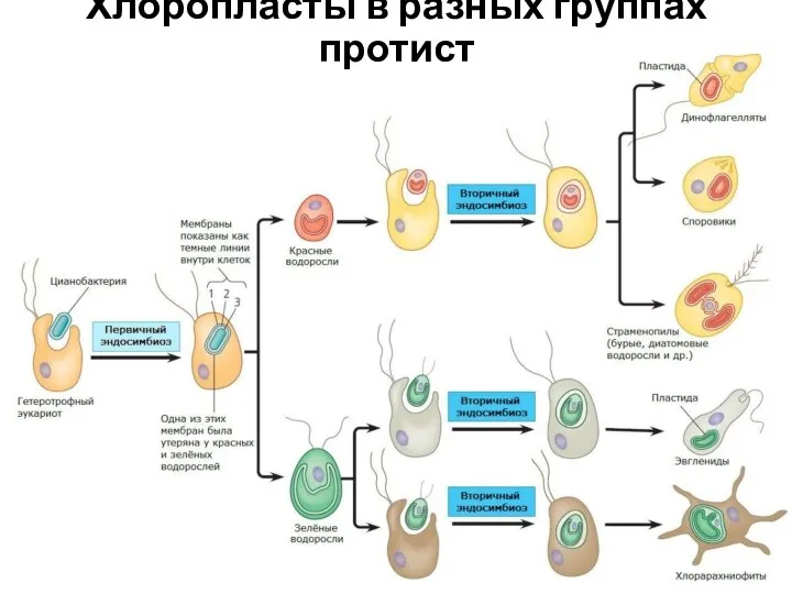 Хлоропласты в разных группах протист
