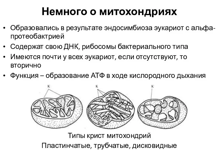 Немного о митохондриях Образовались в результате эндосимбиоза эукариот с альфа-протеобактрией