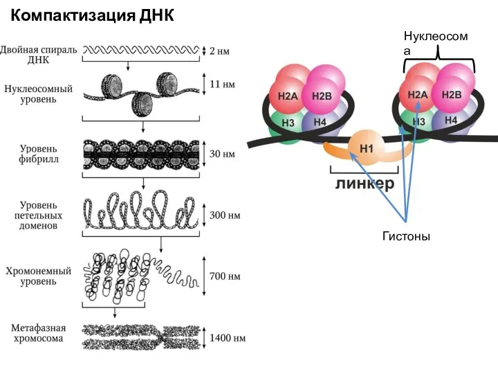 Нуклеосома Гистоны Компактизация ДНК