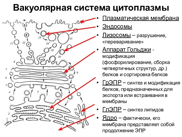 Вакуолярная система цитоплазмы Плазматическая мембрана Эндосомы Лизосомы – разрушение, «переваривание»