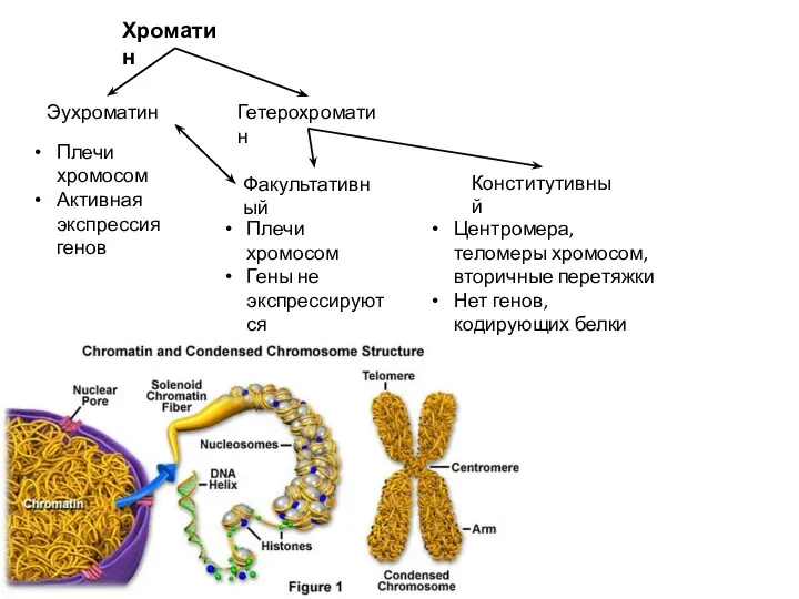 Хроматин Эухроматин Гетерохроматин Конститутивный Факультативный Плечи хромосом Активная экспрессия генов