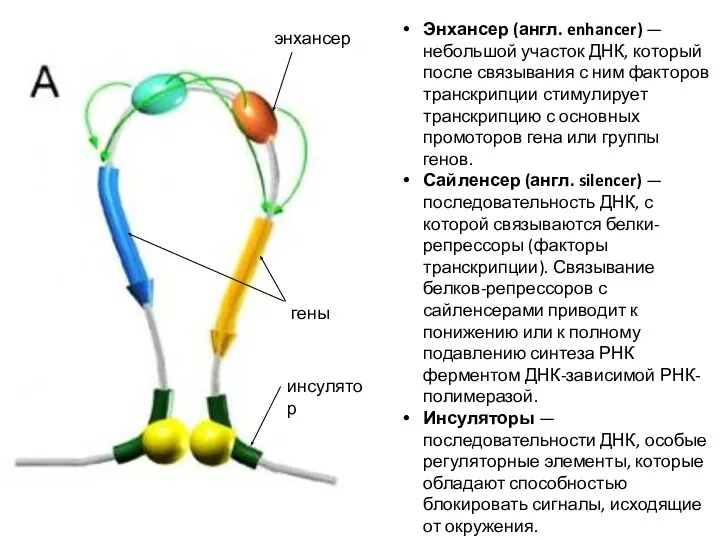 Энхансер (англ. enhancer) — небольшой участок ДНК, который после связывания