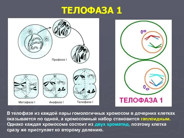 ТЕЛОФАЗА 1 В телофазе из каждой пары гомологичных хромосом в