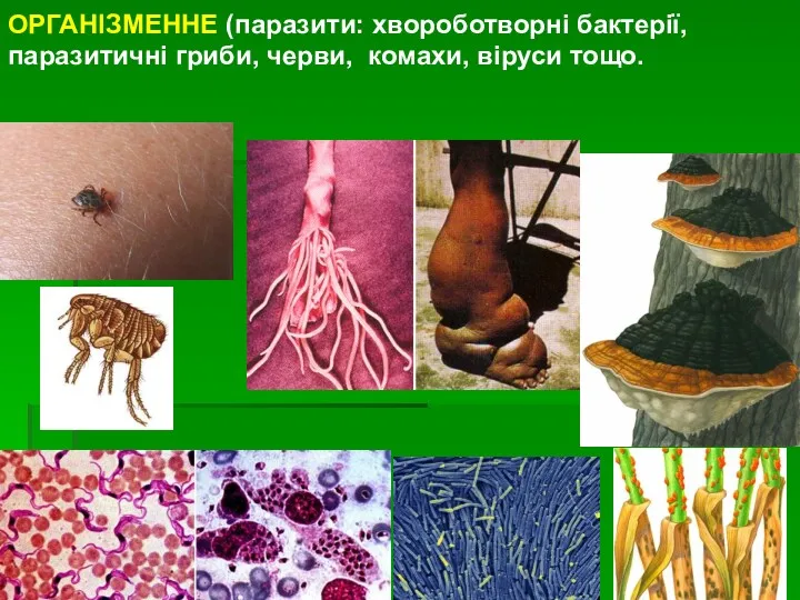 ОРГАНІЗМЕННЕ (паразити: хвороботворні бактерії, паразитичні гриби, черви, комахи, віруси тощо.