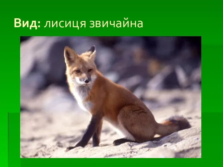 Вид: лисиця звичайна