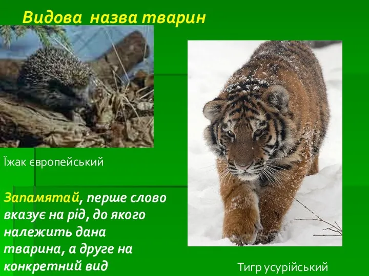 Видова назва тварин Їжак європейський Тигр усурійський Запамятай, перше слово