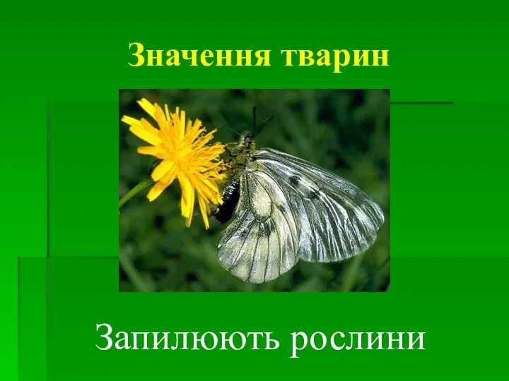 Значення тварин Запилюють рослини