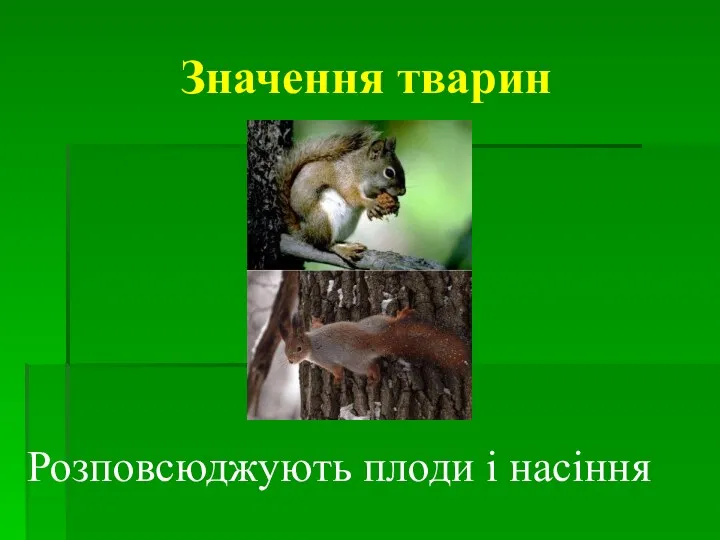 Розповсюджують плоди і насіння Значення тварин