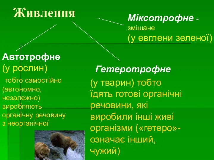 Живлення Автотрофне (у рослин) тобто самостійно (автономно, незалежно) виробляють органічну