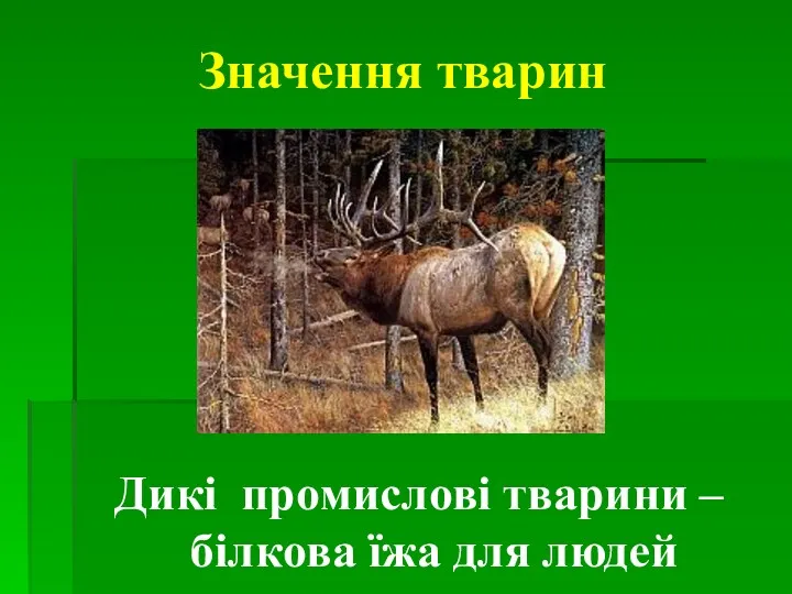 Значення тварин Дикі промислові тварини – білкова їжа для людей