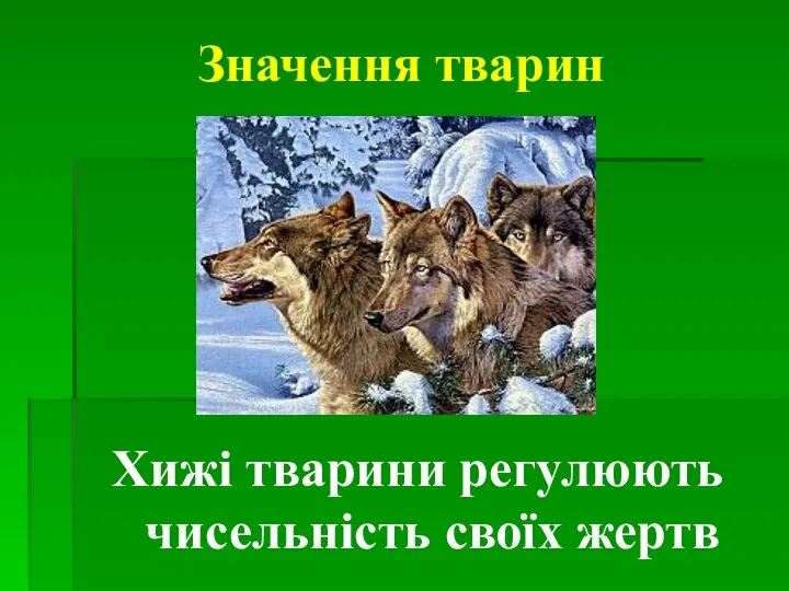 Значення тварин Хижі тварини регулюють чисельність своїх жертв