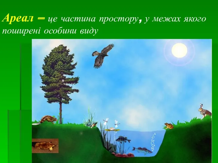 Ареал – це частина простору, у межах якого поширені особини виду