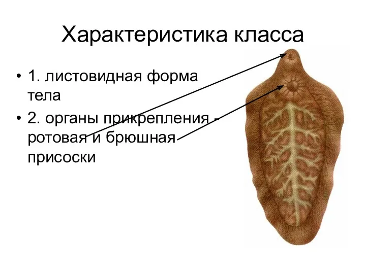 Характеристика класса 1. листовидная форма тела 2. органы прикрепления -ротовая и брюшная присоски