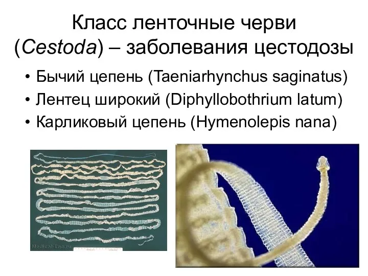 Класс ленточные черви (Cestoda) – заболевания цестодозы Бычий цепень (Taeniarhynchus