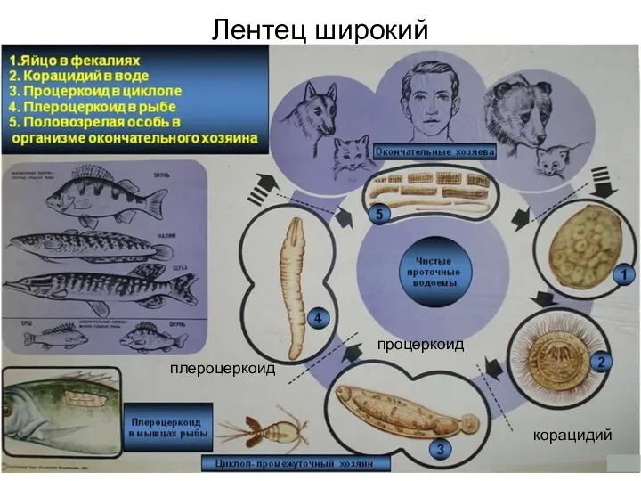 Лентец широкий корацидий процеркоид плероцеркоид