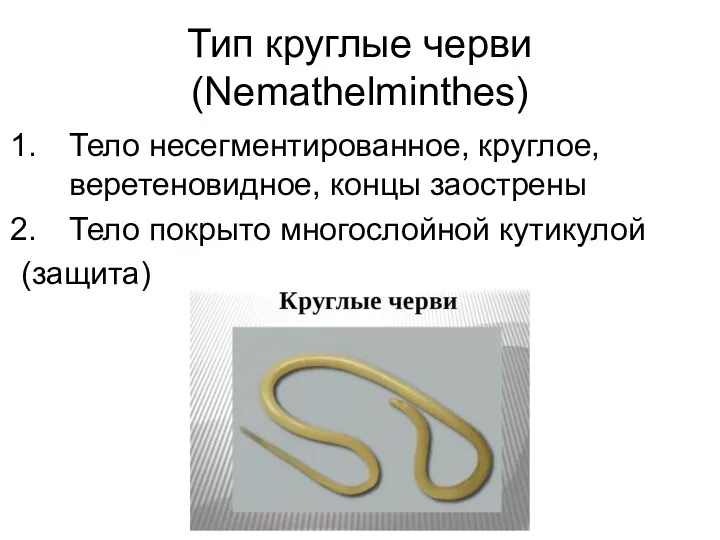 Тип круглые черви (Nemathelminthes) Тело несегментированное, круглое, веретеновидное, концы заострены Тело покрыто многослойной кутикулой (защита)