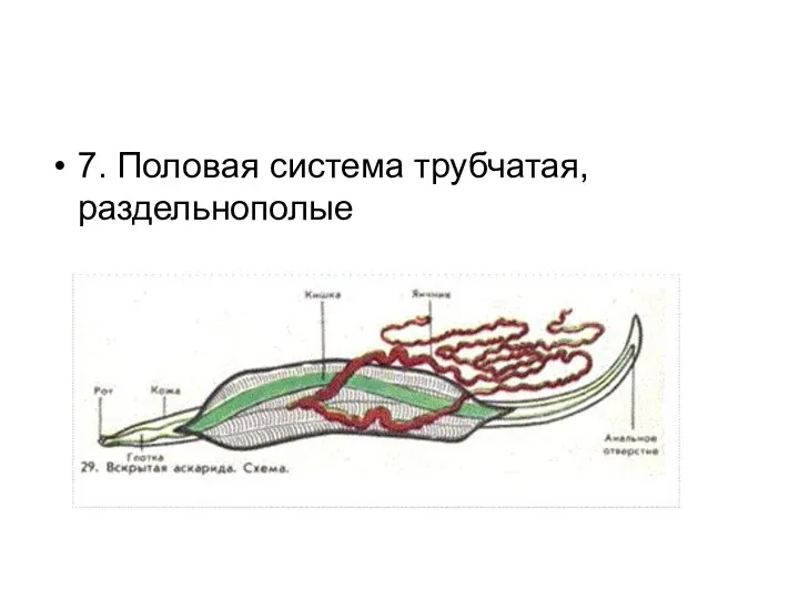 7. Половая система трубчатая, раздельнополые