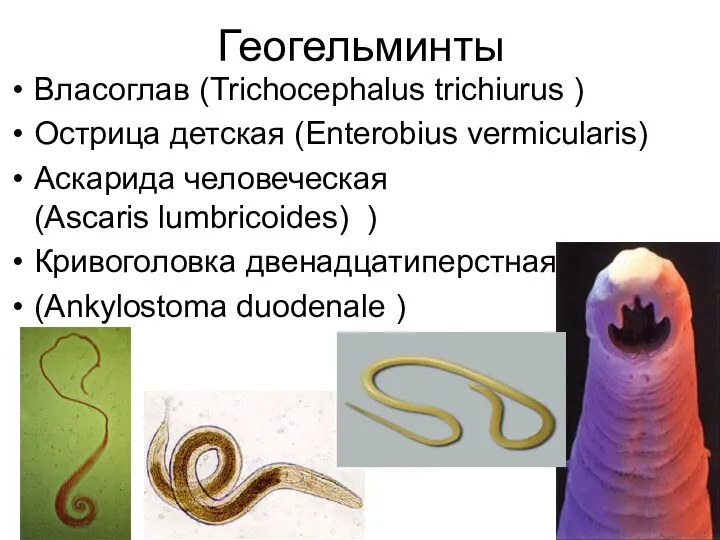 Геогельминты Власоглав (Trichocephalus trichiurus ) Острица детская (Enterobius vermicularis) Аскарида