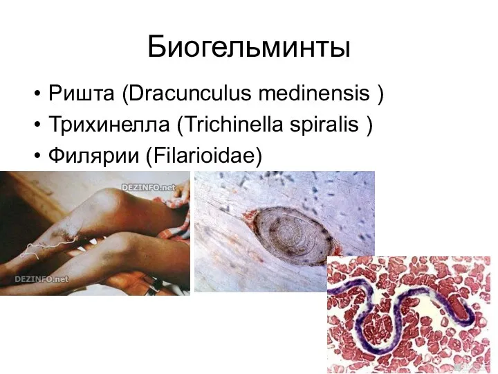 Биогельминты Ришта (Dracunculus medinensis ) Трихинелла (Trichinella spiralis ) Филярии (Filariоidae)