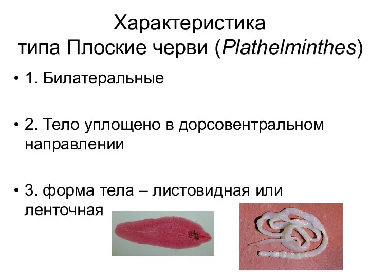 Характеристика типа Плоские черви (Plathelminthes) 1. Билатеральные 2. Тело уплощено