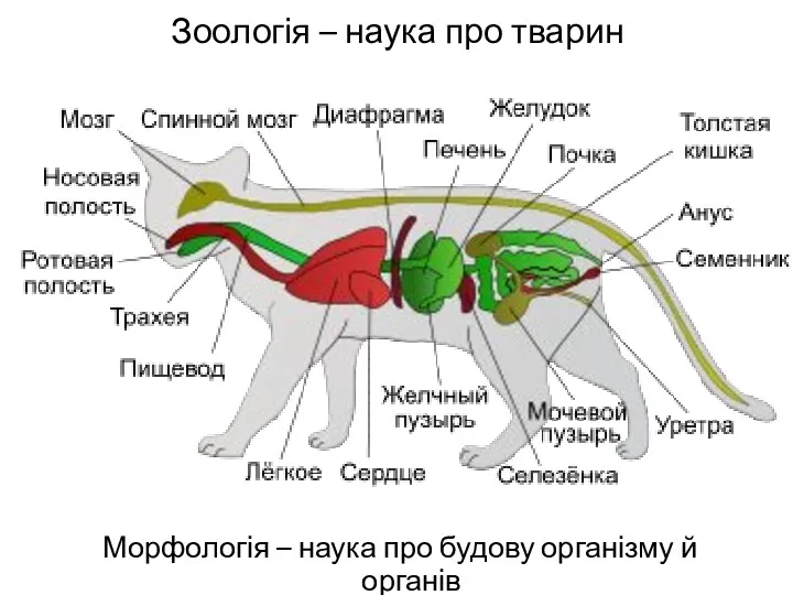 Зоологія – наука про тварин Морфологія – наука про будову організму й органів