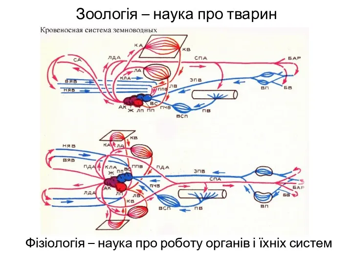 Зоологія – наука про тварин Фізіологія – наука про роботу органів і їхніх систем