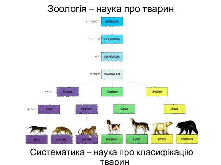 Зоологія – наука про тварин Систематика – наука про класифікацію тварин