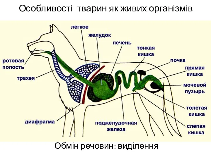 Особливості тварин як живих організмів Обмін речовин: виділення