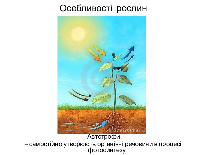 Особливості рослин Автотрофи – самостійно утворюють органічні речовини в процесі фотосинтезу