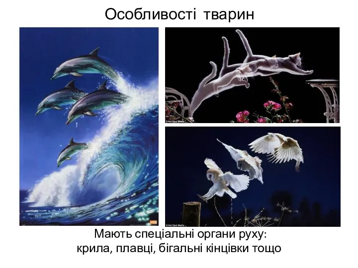 Особливості тварин Мають спеціальні органи руху: крила, плавці, бігальні кінцівки тощо