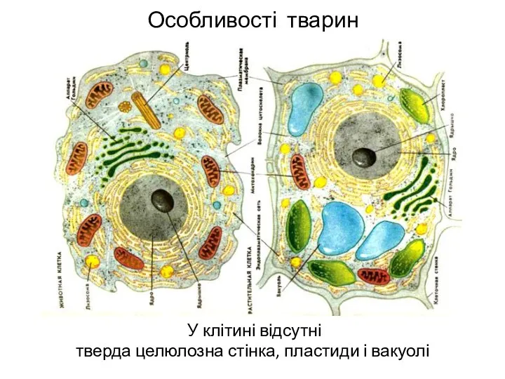 Особливості тварин У клітині відсутні тверда целюлозна стінка, пластиди і вакуолі