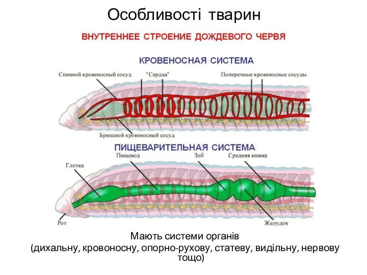 Особливості тварин Мають системи органів (дихальну, кровоносну, опорно-рухову, статеву, видільну, нервову тощо)