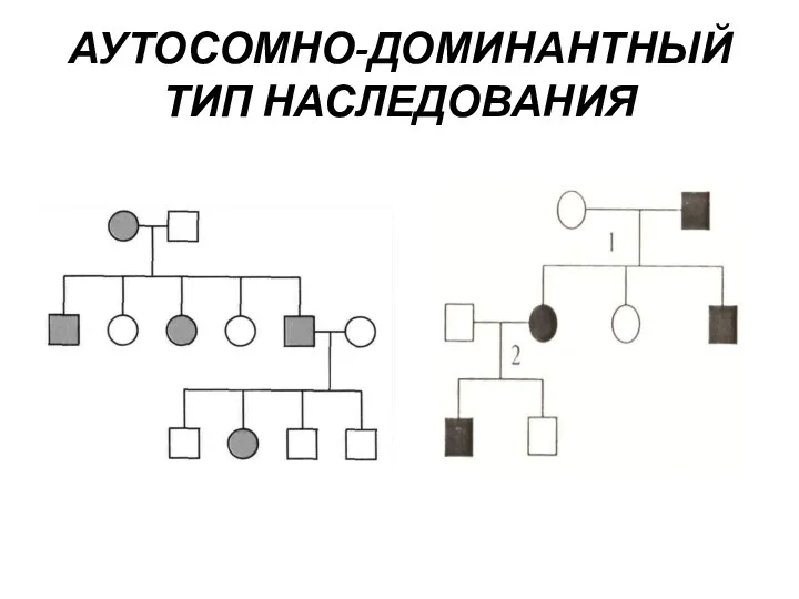 АУТОСОМНО-ДОМИНАНТНЫЙ ТИП НАСЛЕДОВАНИЯ