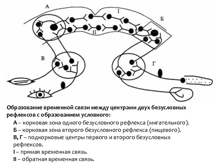 А – корковая зона одного безусловного рефлекса (мигательного). Б –