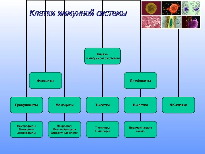 Клетки иммунной системы