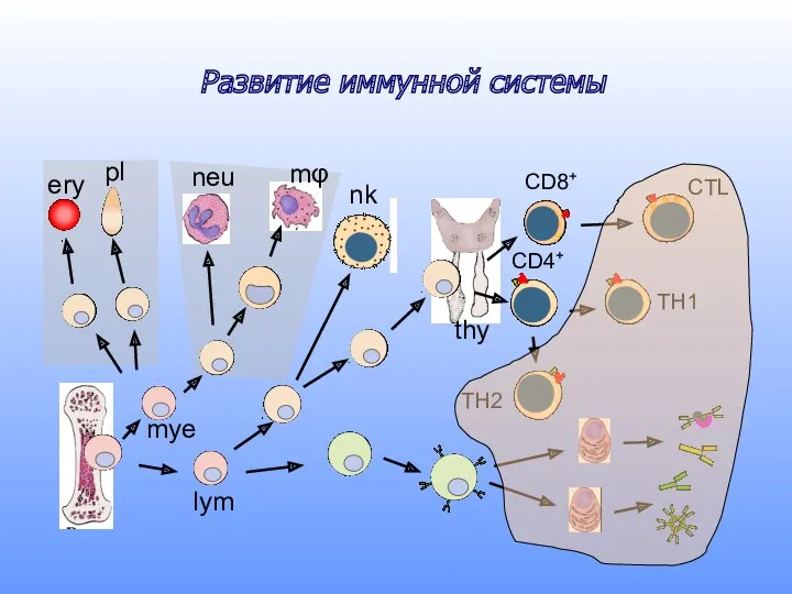 Развитие иммунной системы